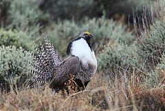 Gunnison Sage-Grouse